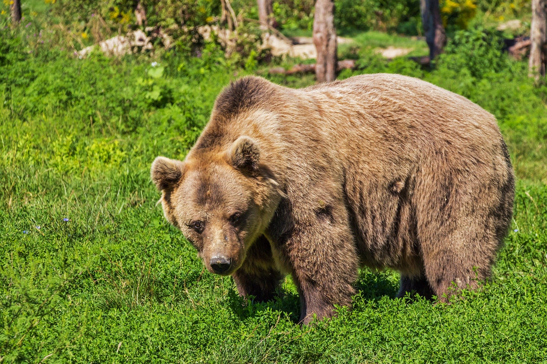 pixabay, orso