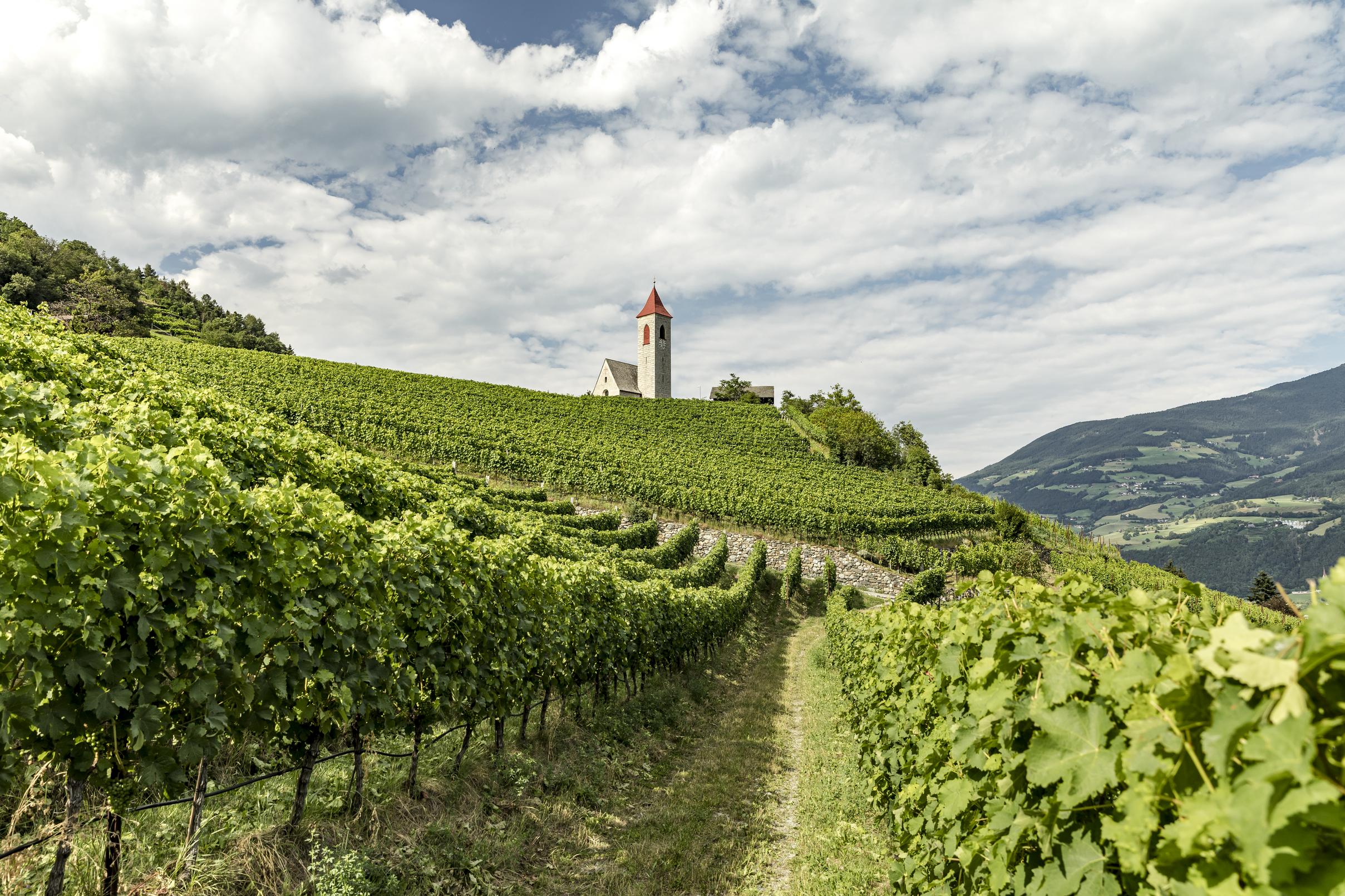 IDM/Südtirol Wein/Tiberio Sorvillo